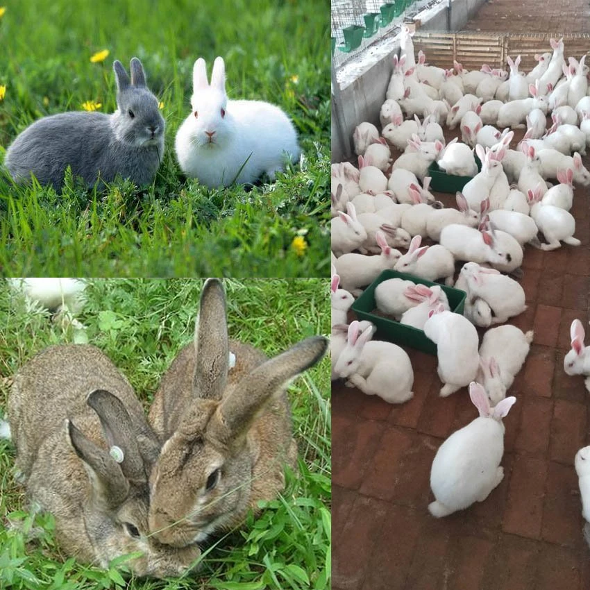 Application of rabbit ear tags Application of rabbit ear tags
